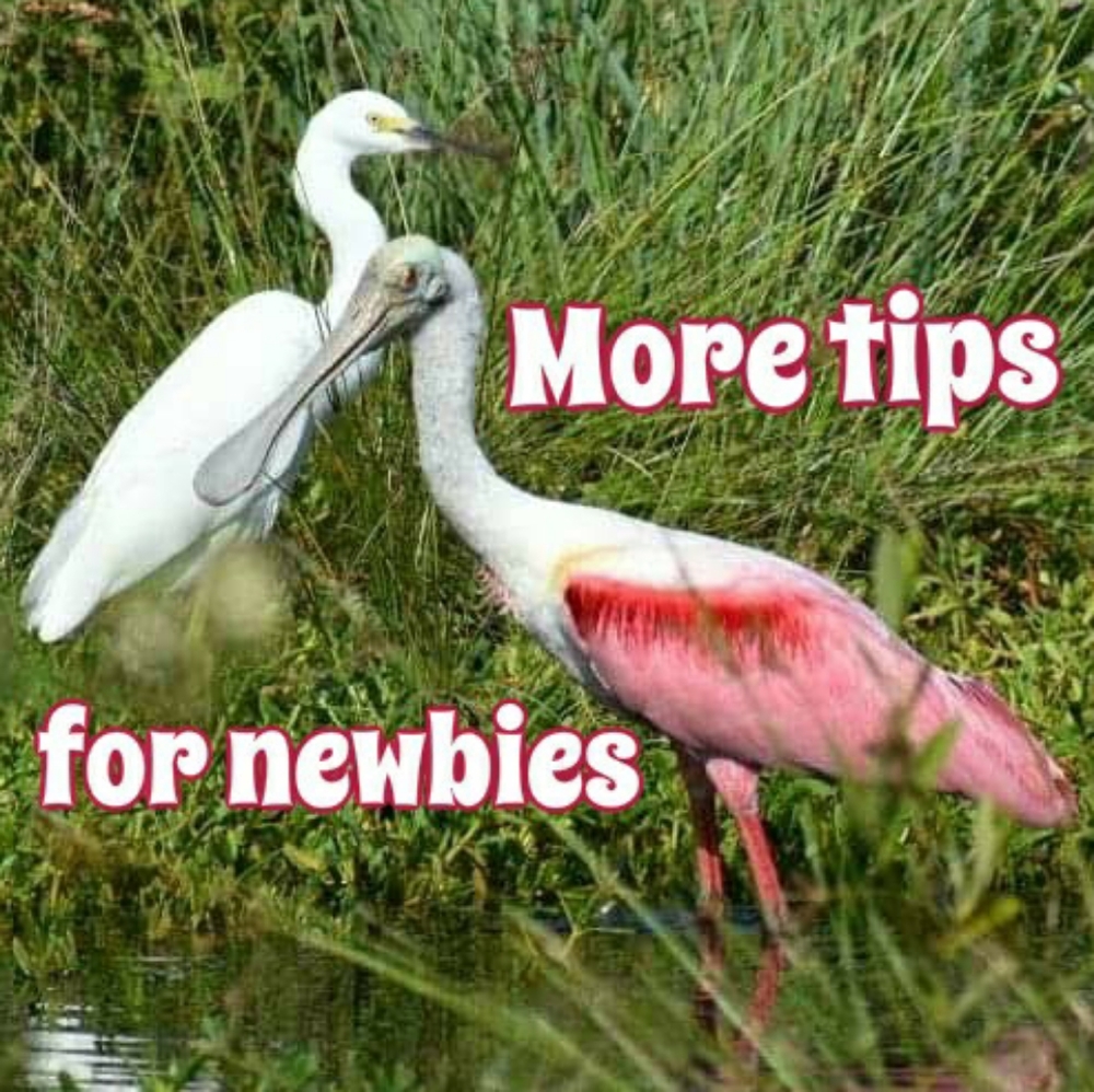 Tips for newbies